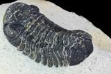 Bargain, Austerops Trilobite - Ofaten, Morocco #106002-4